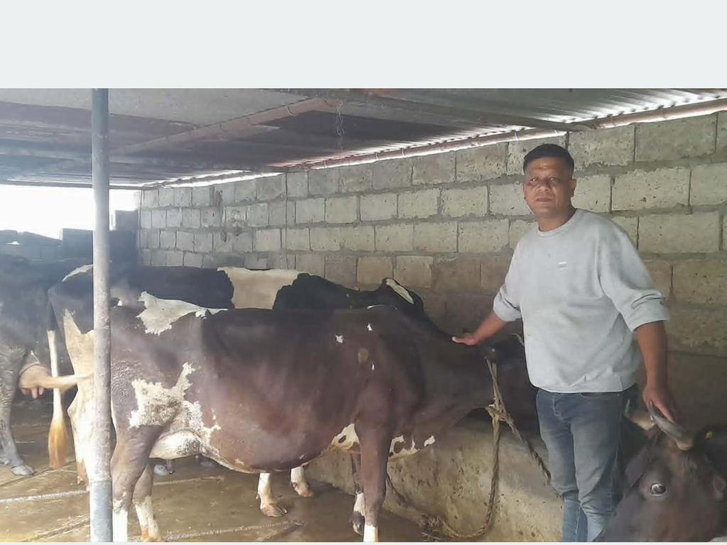 खाडीबाट फर्केर गाई पालन : मासिक दुई लाख आम्दानी
