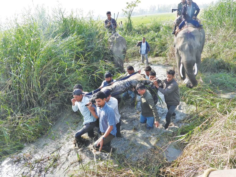 महिलामाथि आक्रमण गर्ने बाघ नियन्त्रण