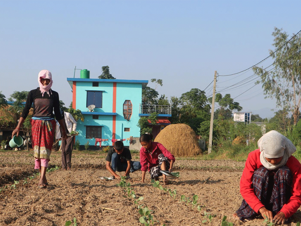 पन्ध्र कट्ठामा तरकारी खेती गरेर वार्षिक पाँच लाख आम्दानी