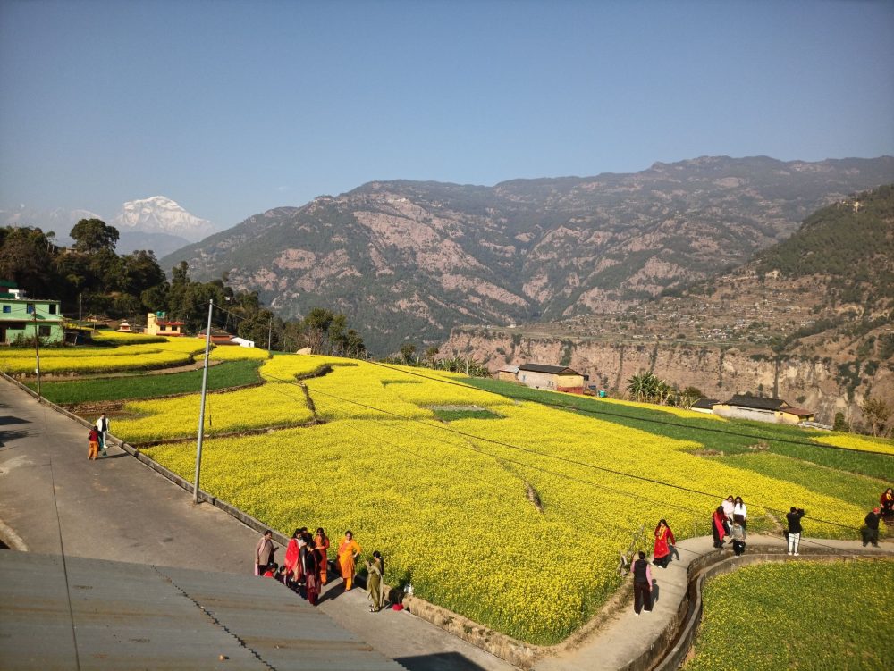 म्याग्दीको रत्नेचौरका तोरीबारीमा टिकटक बनाउने भीड