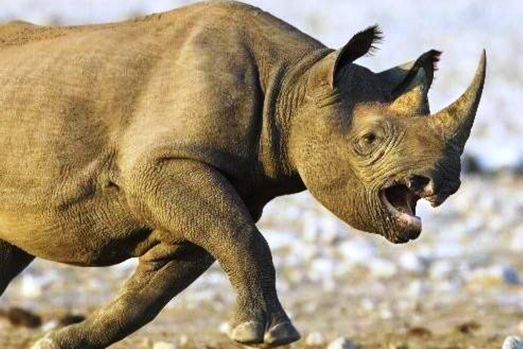 गैँडाको आक्रमणबाट मृत्यु 