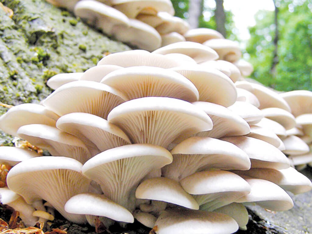 राष्ट्रिय च्याउ दिवस : नेपालमा एक हजार १५० प्रजातिका च्याउ, सय प्रजातिका विषालु