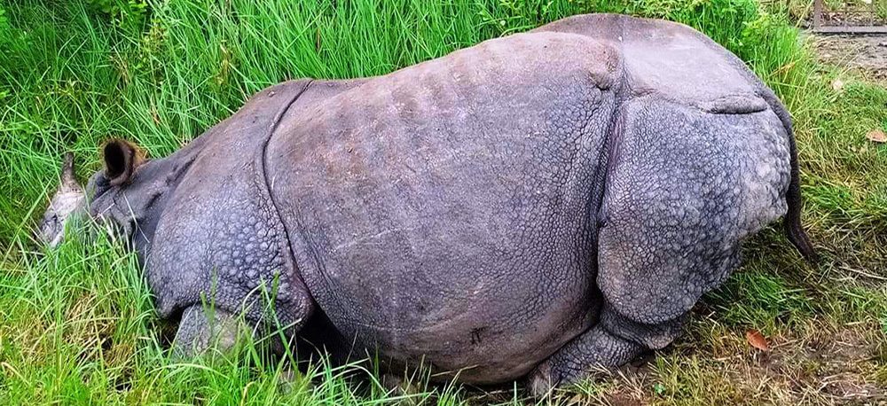 एक वर्षमा २२ गैँडा मरे