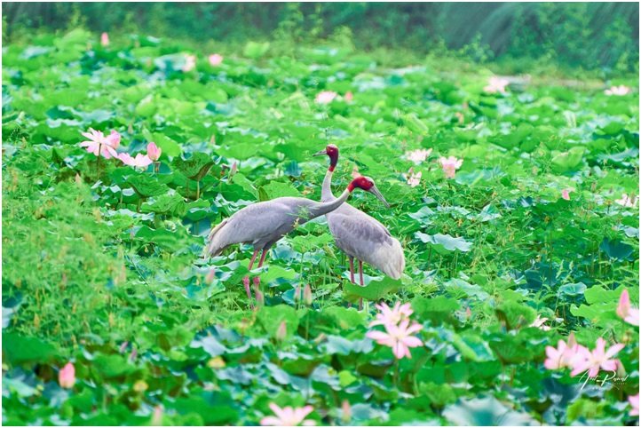 कान्तितालमा मोटरबोट सञ्चालनले चराको बासस्थान संकटमा पर्ने