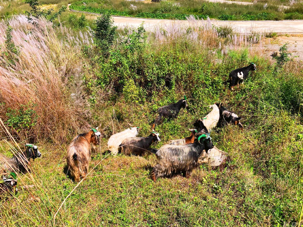 बागलुङमा मुस्ताङी च्याङ्ग्राको आयातमा कमी