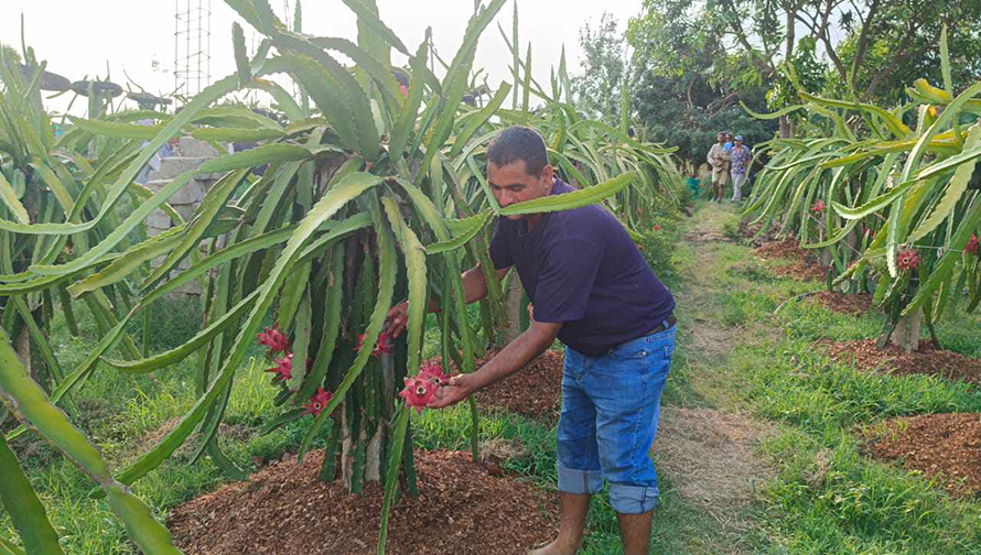 ‘ड्रागन’ खेतीबाट वार्षिक ७ लाख कमाउँछन् कैलालीका गणेश ढकाल