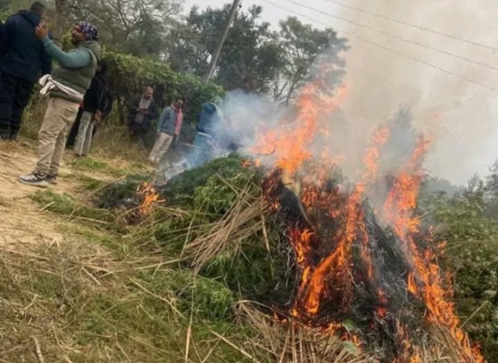 सिरहामा गाँजा खेती फँडानी