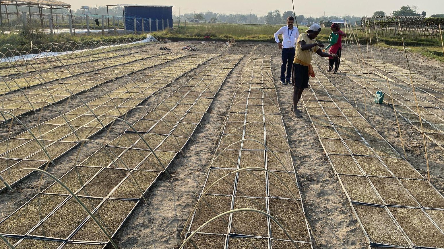 झापामा प्रविधिको प्रयोग गरेर चैते धान रोपिँदै