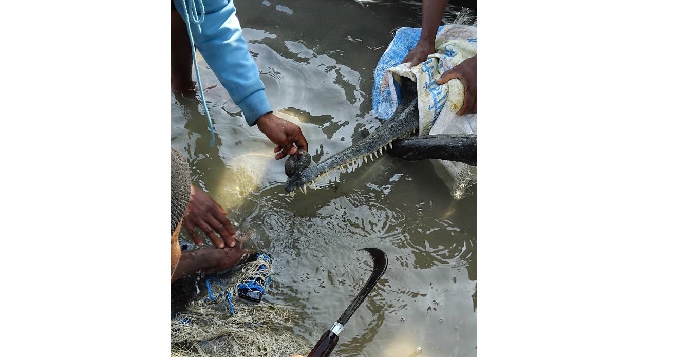 मुखमा जाल अड्किएको घडियालको उद्धार