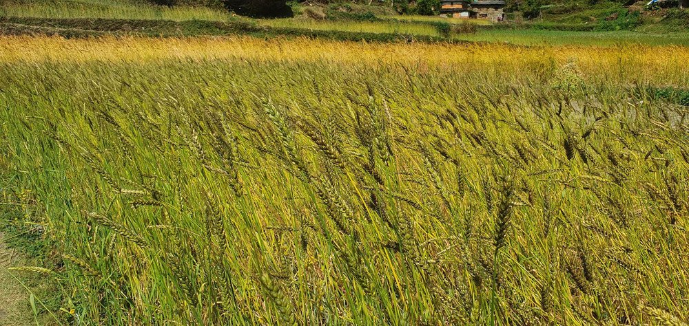 प्रविधि विस्तारबाट गहुँको उत्पादन बढाइने