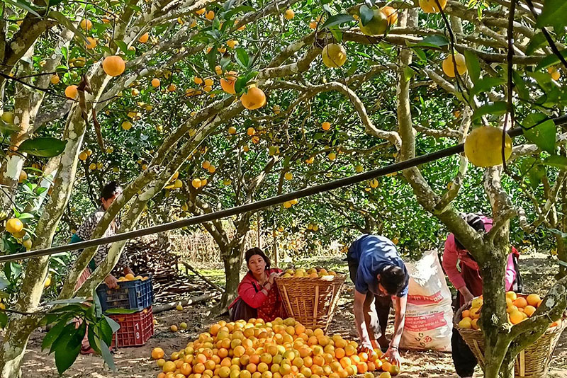 जुनारले बढायो समृद्धिको यात्रा