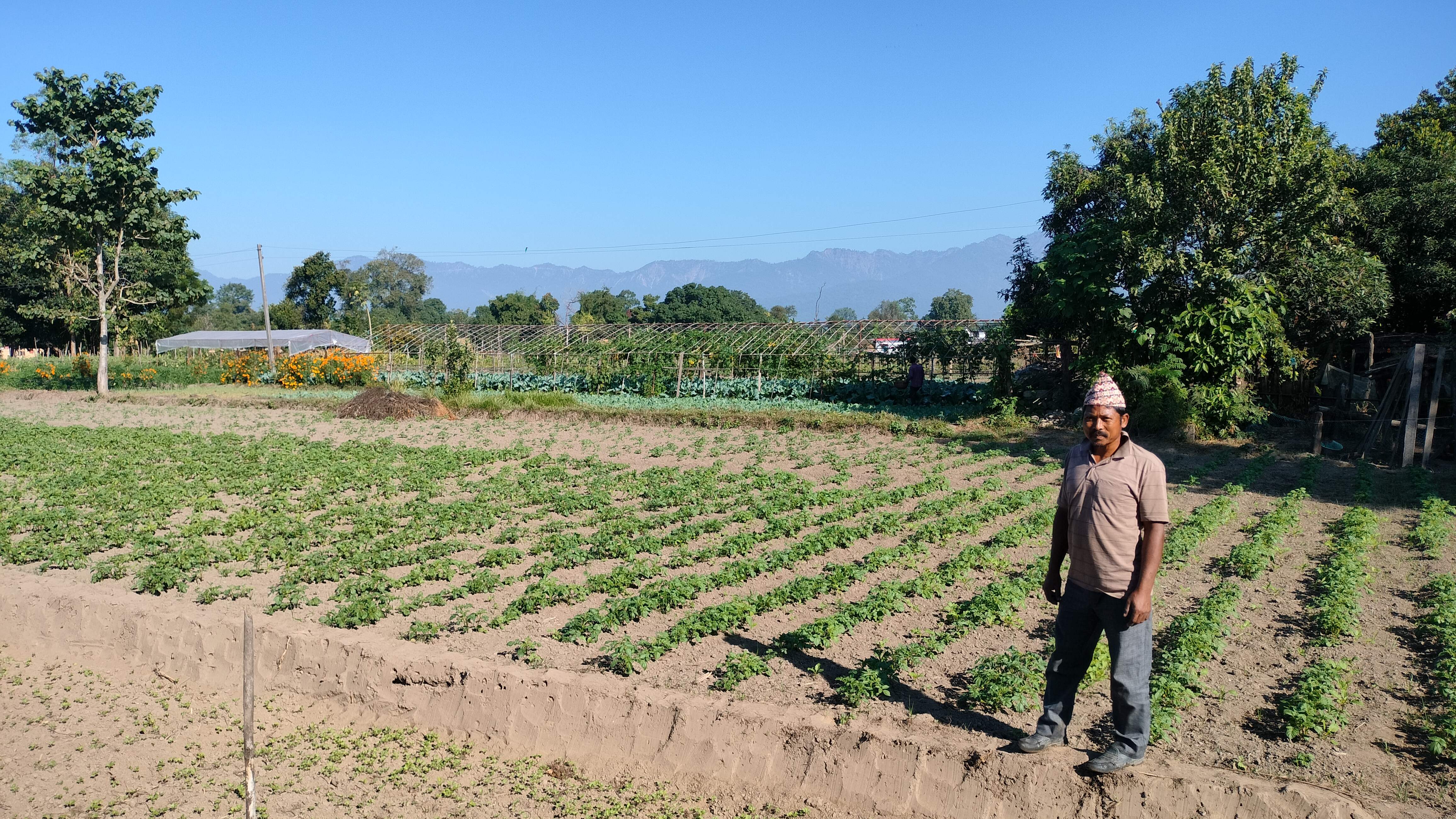 ‘टिपिएस’ विधिबाट आलुखेती