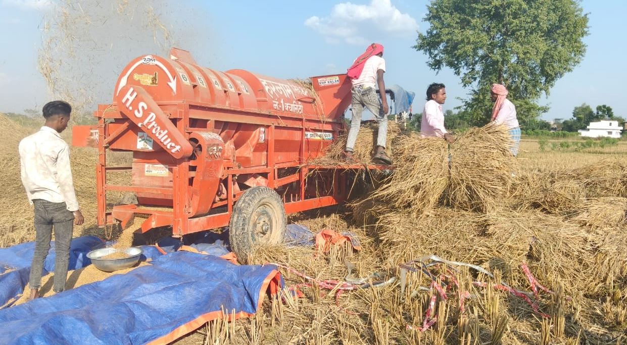 धानको उत्पादन घट्दा मधेशका किसान चिन्तित