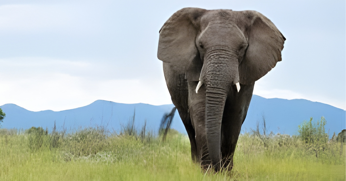 हात्तीको आक्रमणबाट एक वृद्धको मृत्यु