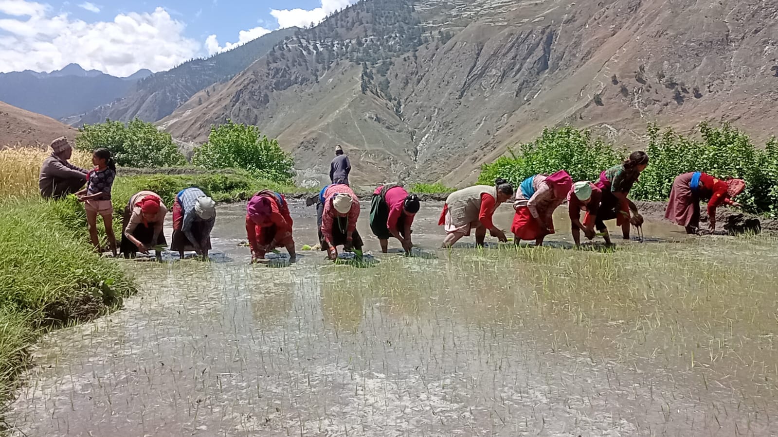 डोल्पाली कृषकलाई मार्सी धान रोप्ने चटारो