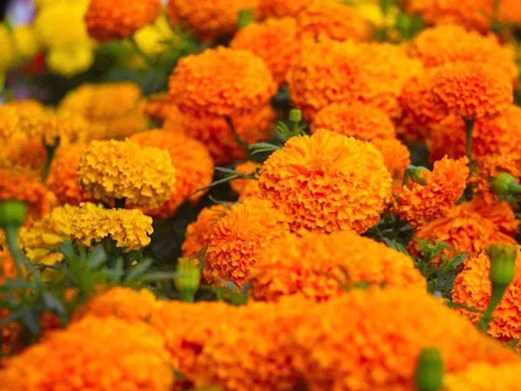 झापामा सयपत्री फूलको माग बढ्यो