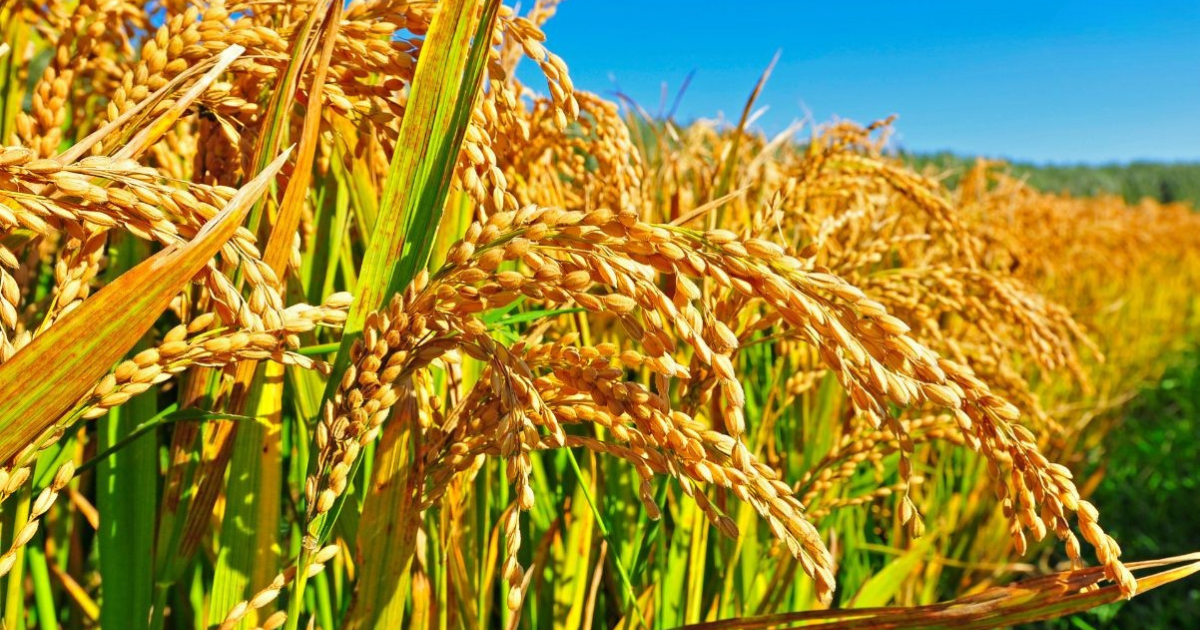 किसानलाई धानको मूल्य पाउन समस्या