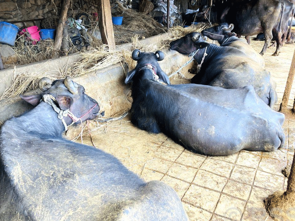 बागलुङका किसानले गराए ७०५ पशुको बीमा