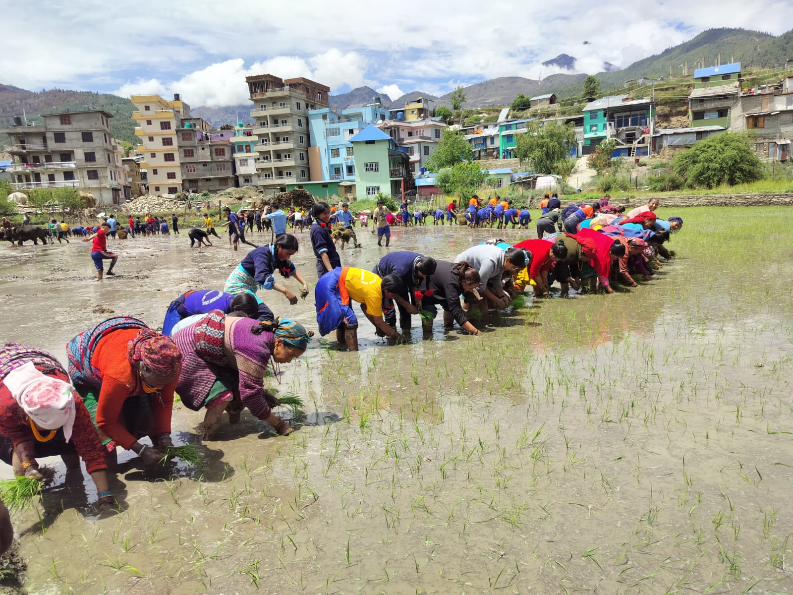चन्दननाथ मन्दिरको सेरा खेतमा परम्परागत मार्सी धान रोपाइँ सम्पन्न