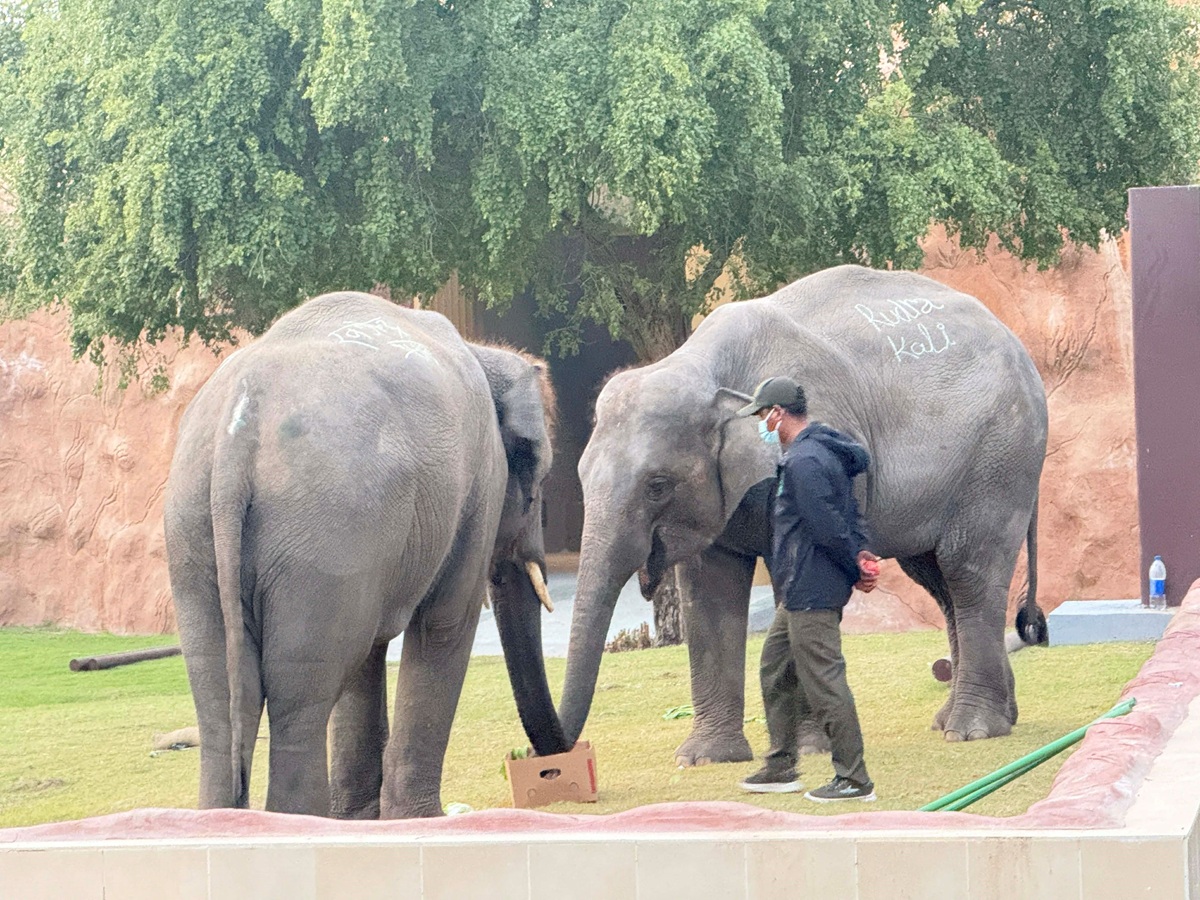 कतारमा दंग छन् रुद्रकली र खगेन्द्र, हेर्न आउने नेपालीको भिड