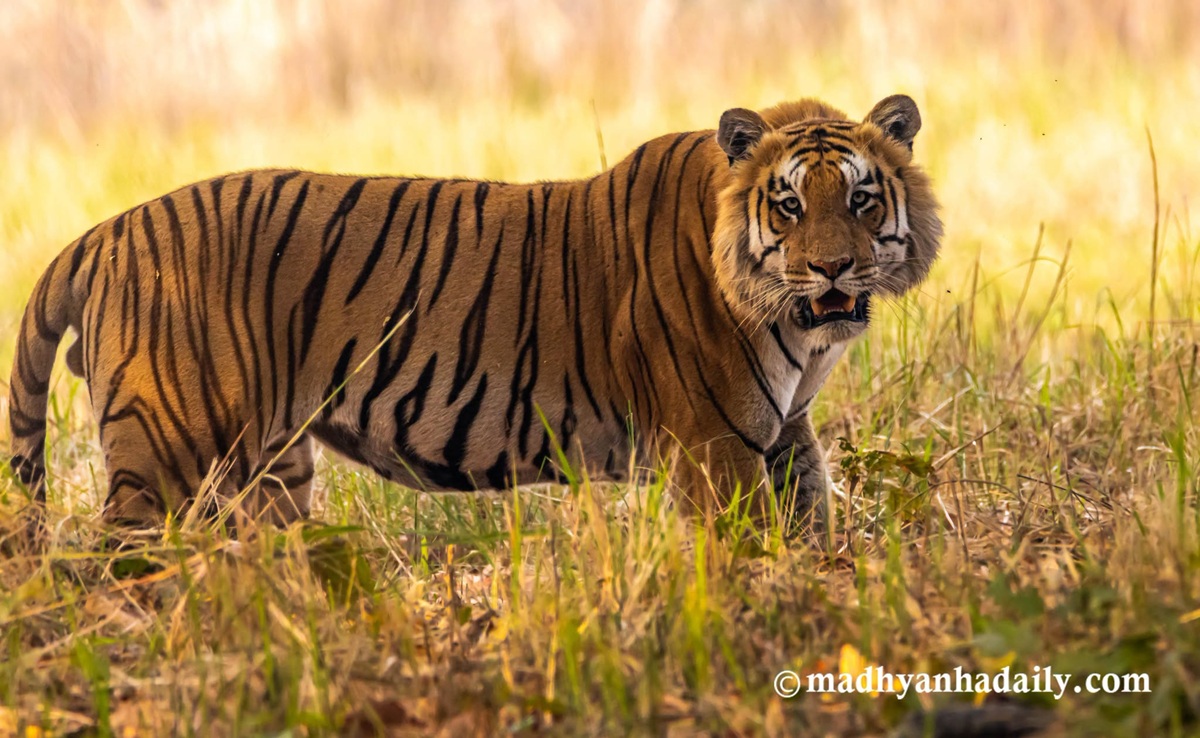 बाघको आक्रमणबाट एक जनाको मृत्यु