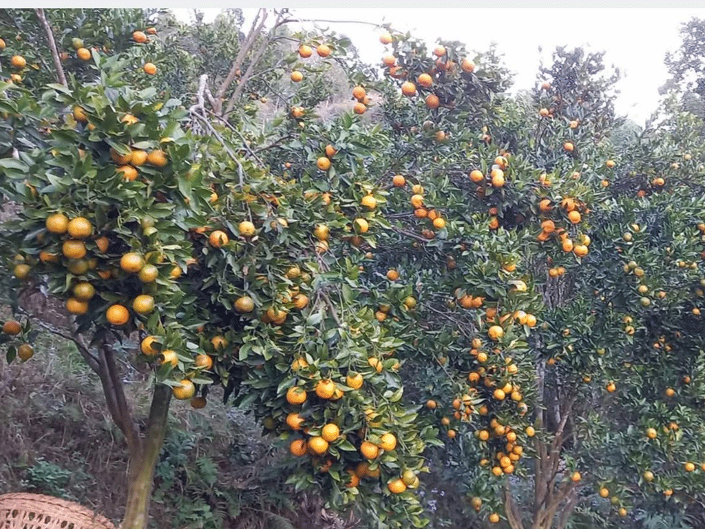 अर्बकुना सुन्तला उत्पादन कृषक समूहद्वारा ८७ लाखको सुन्तला बिक्री