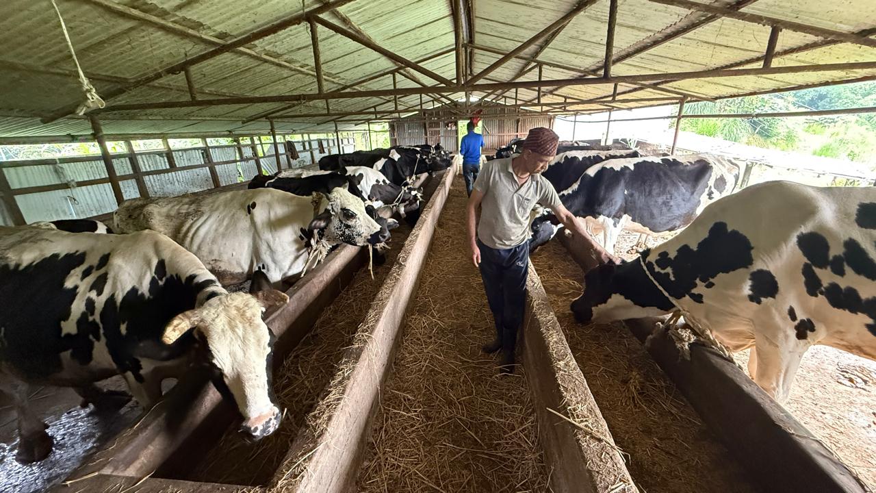 गाईपालनबाट मासिक ३ लाख ५० हजार आम्दानी