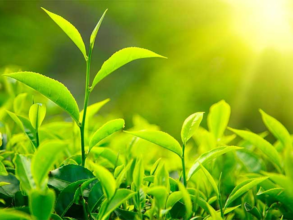 भारतीय अवरोध हटेपछि चियाको निर्यात पुनः सुरु