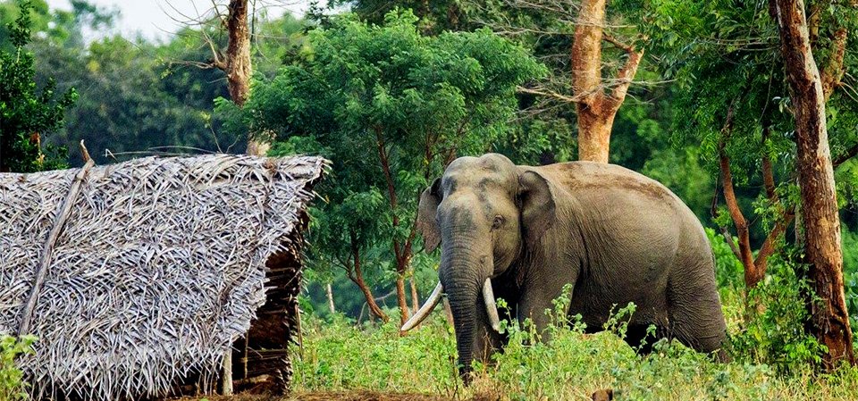 हात्ती आक्रमण : १३ वर्षमा १६ को मृत्यु