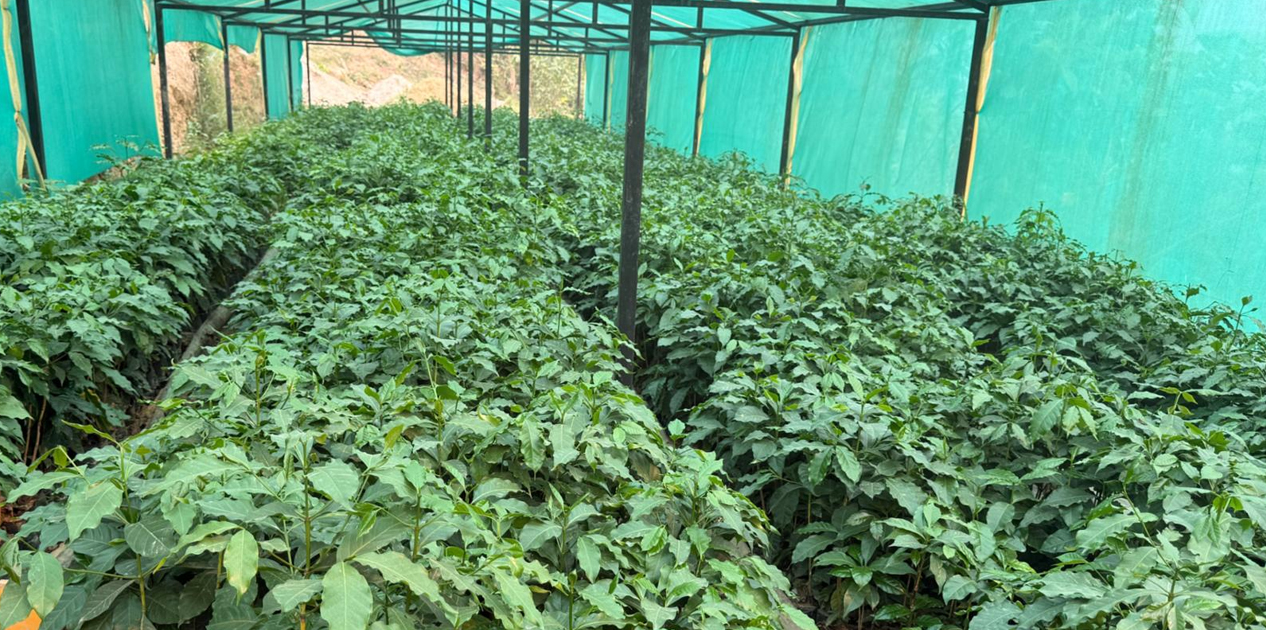 गुल्मीमा ३८ जातका कफीको परीक्षण