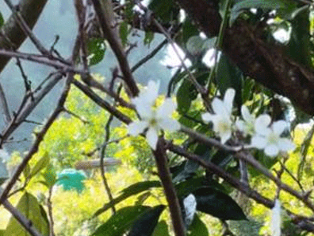 असोजमै फुल्यो ‘पलम’