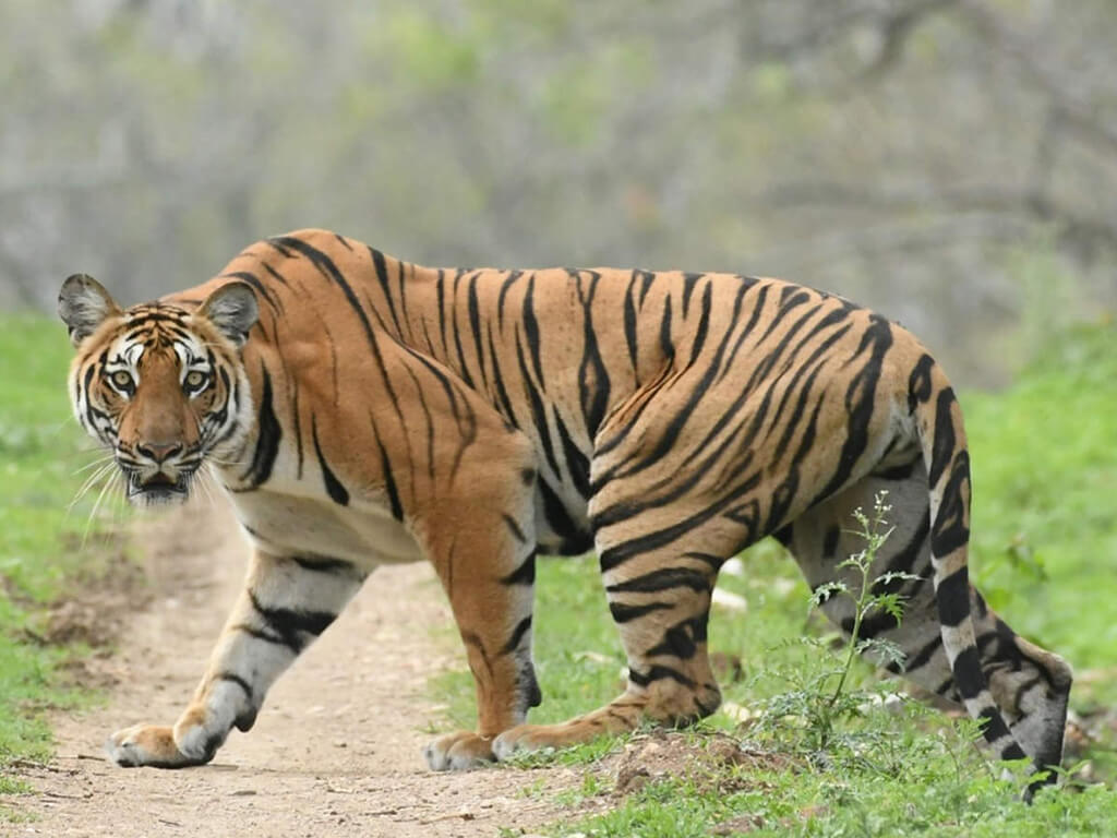 विश्व बाघ दिवस : नेपालमा बाघको संख्या ‘धान्ने क्षमता’ चार सय