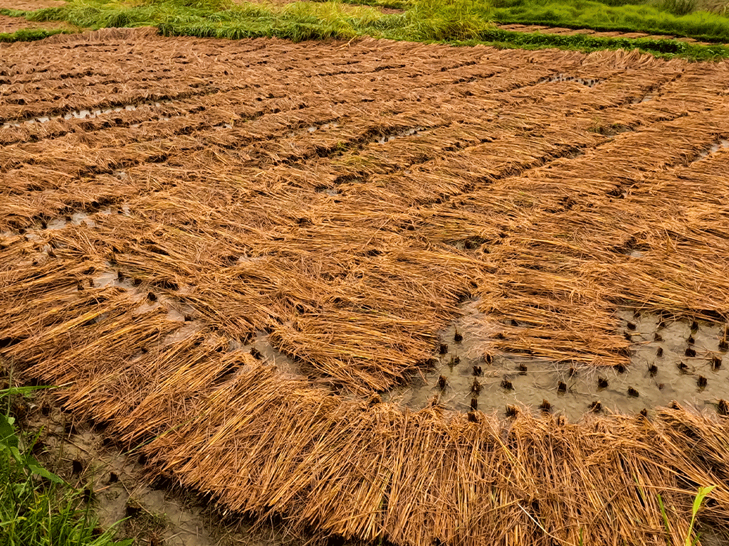 बेमौसमी वर्षाले गुल्मीमा पाँच करोडको धान बाली नष्ट