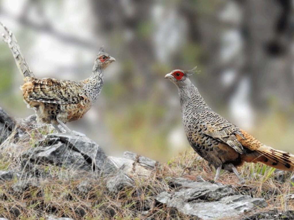 १६ वर्षपछि कालीगण्डकी बेसीनमा चिरकालिजको संख्या १८ जोडी