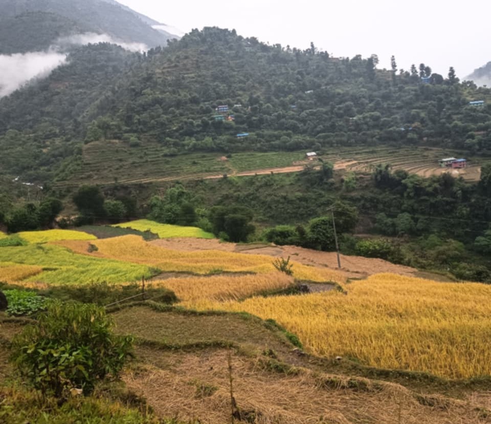 रुकुम पश्चिममा वर्षा, धान भित्र्याउने चटारोमा रहेका किसान मर्कामा