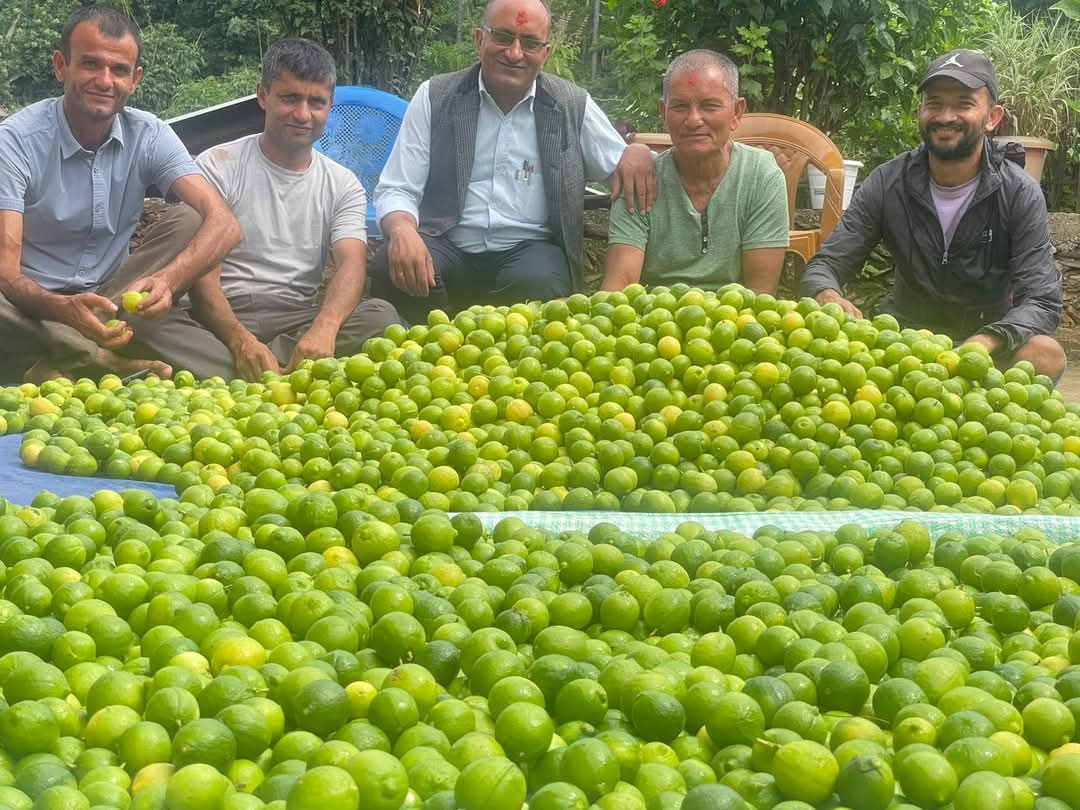 कागती खेतीबाट मनग्य आम्दानी