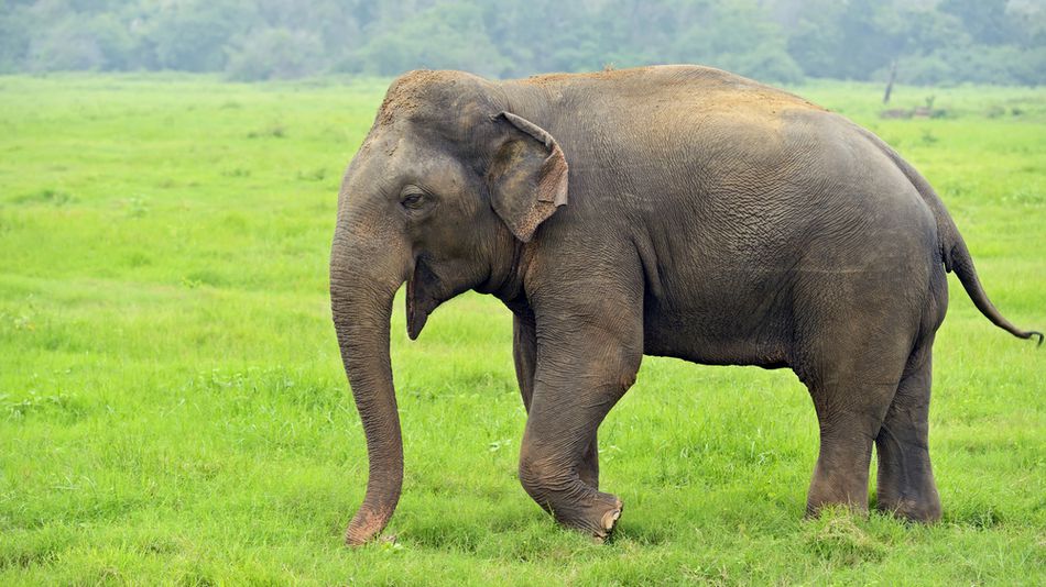 मोरङको बेलबारीमा हात्ती मृत फेला