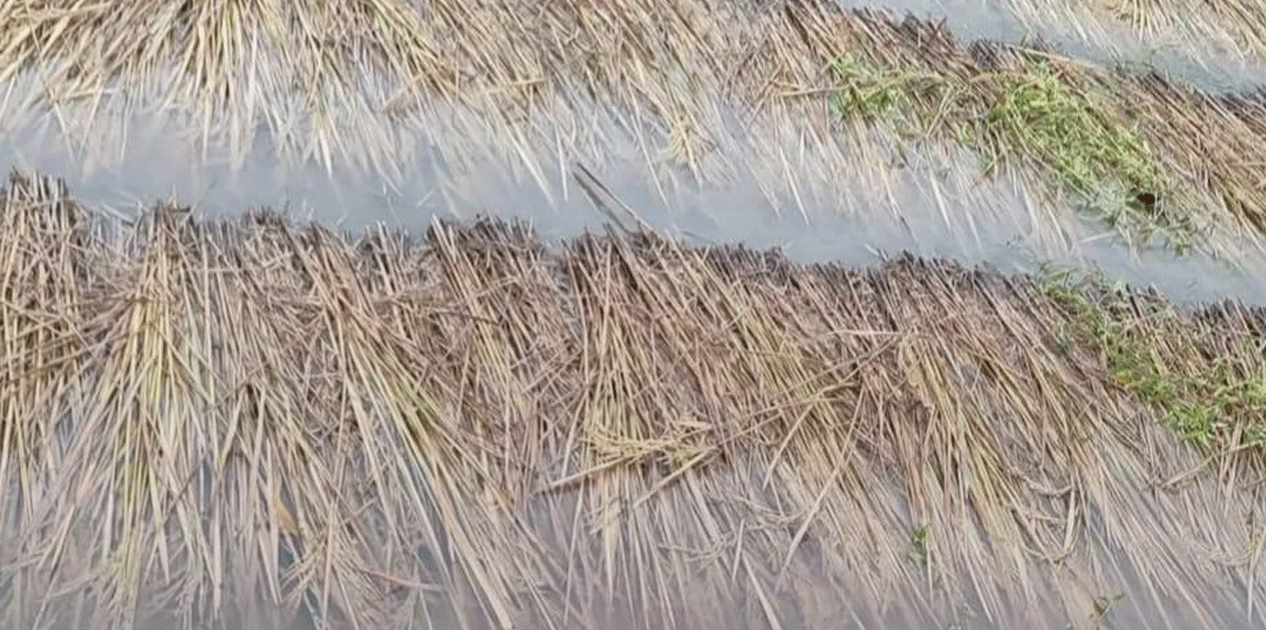 बेमौसमी वर्षाले कोशी प्रदेशमा दुई अर्बभन्दा बढीको धानबाली नष्ट