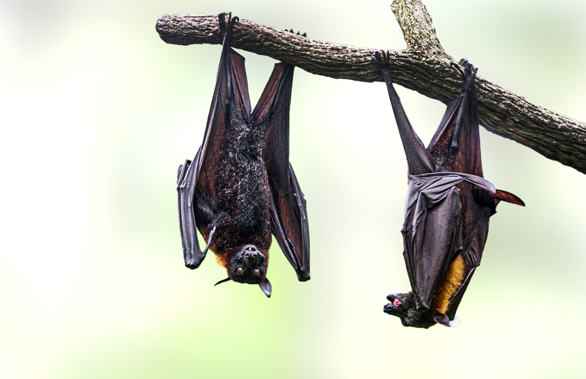 घातक निपाह भाइरस, एसिया नै त्रासमा