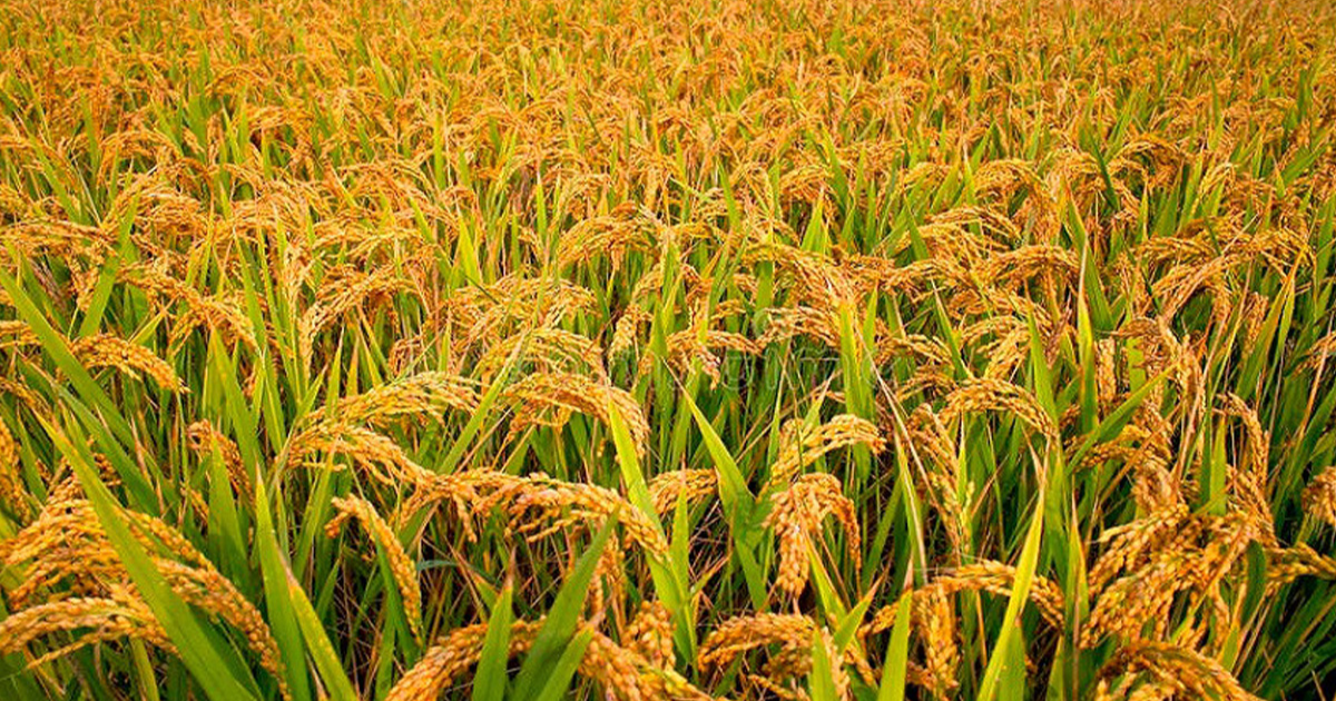 बेमौसमी वर्षाले धान उत्पादन घट्यो