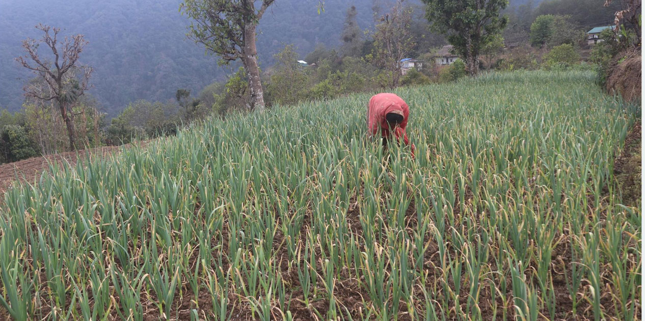 सडक पहुँचसँगै लसुनखेतीमा आकर्षित