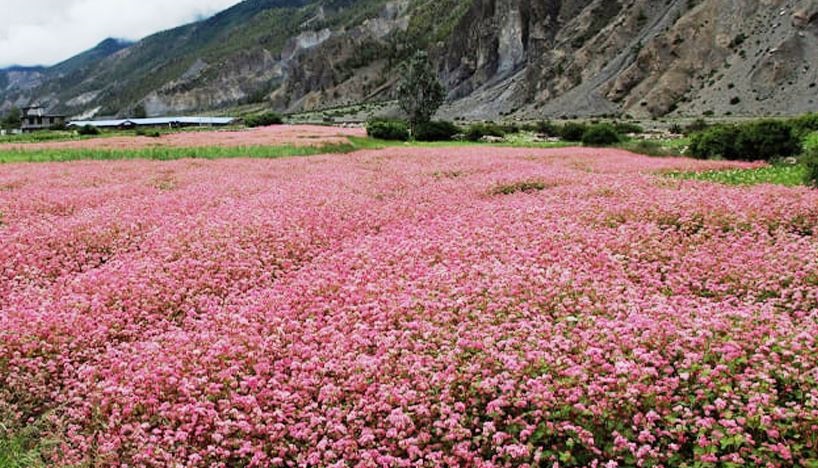 सुदूरपश्चिम प्रदेशमा कृषि भूमि घटे पनि उत्पादन भने बढ्यो