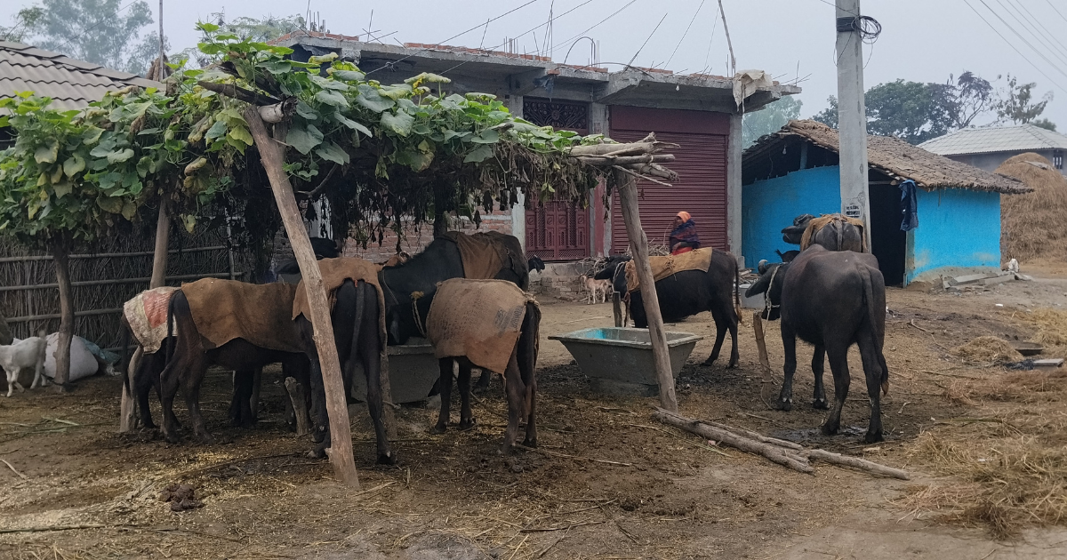 स्थानीय सरकार शीतलहर पीडितप्रति उदासिन 