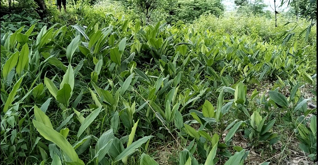 बाँदरको दुःखले बेसार खेती