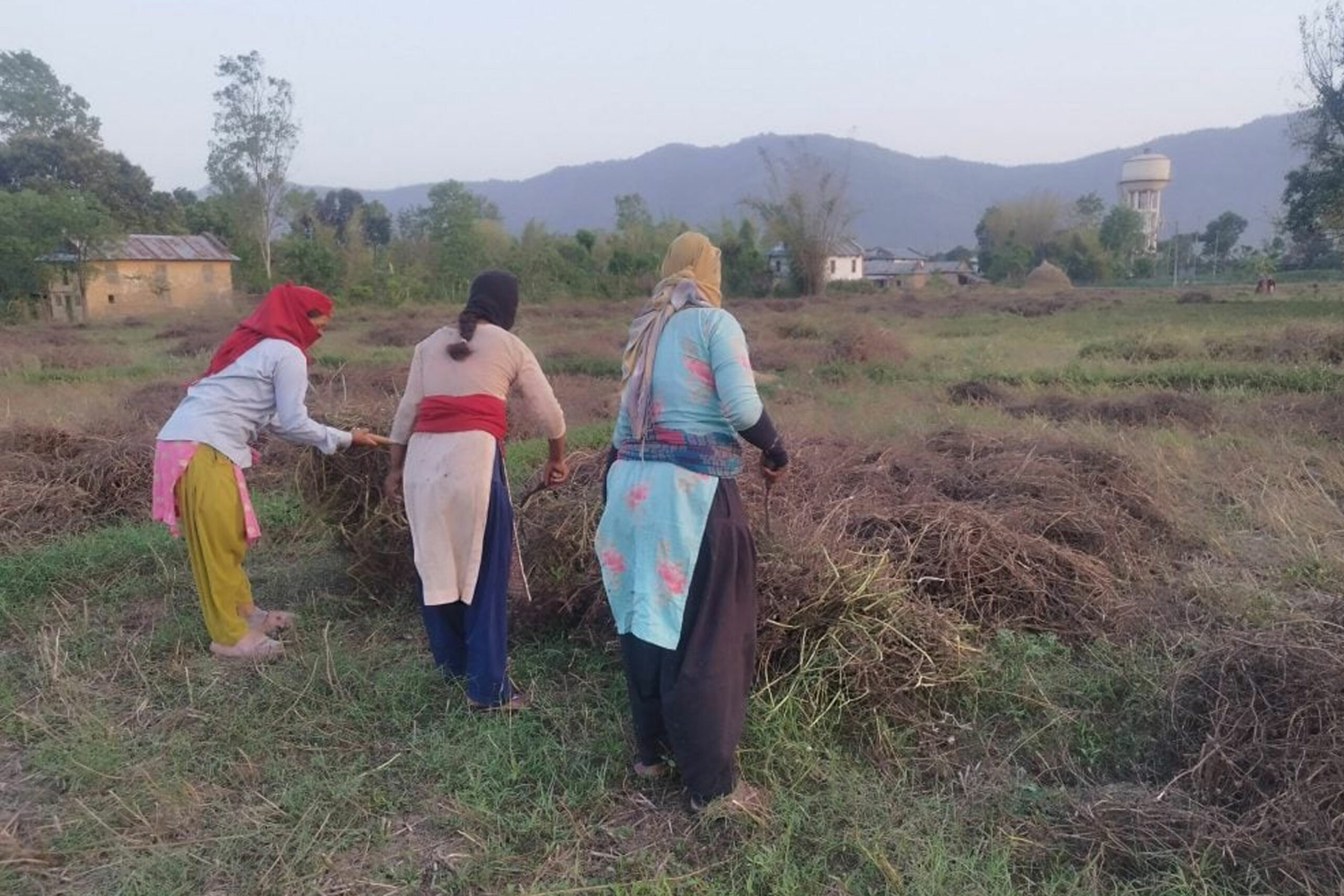 बर्सिम घाँसको बीउबाट दुई लाख आम्दानी