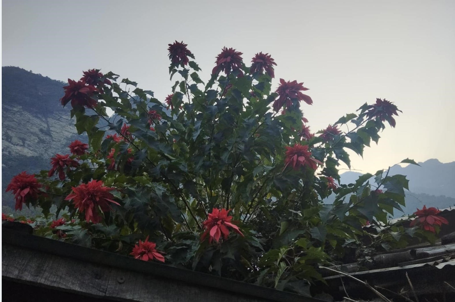 लोप हुँदै लालुपाते