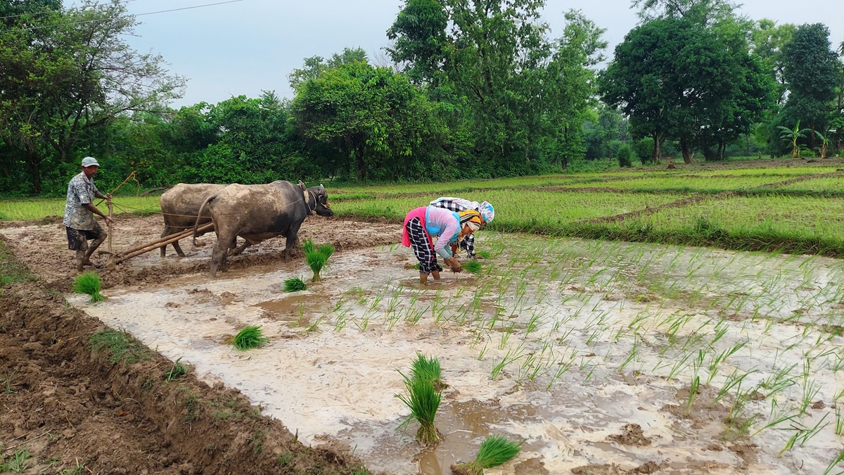कञ्चनपुरमा ४८ प्रतिशत धान रोपाइँ