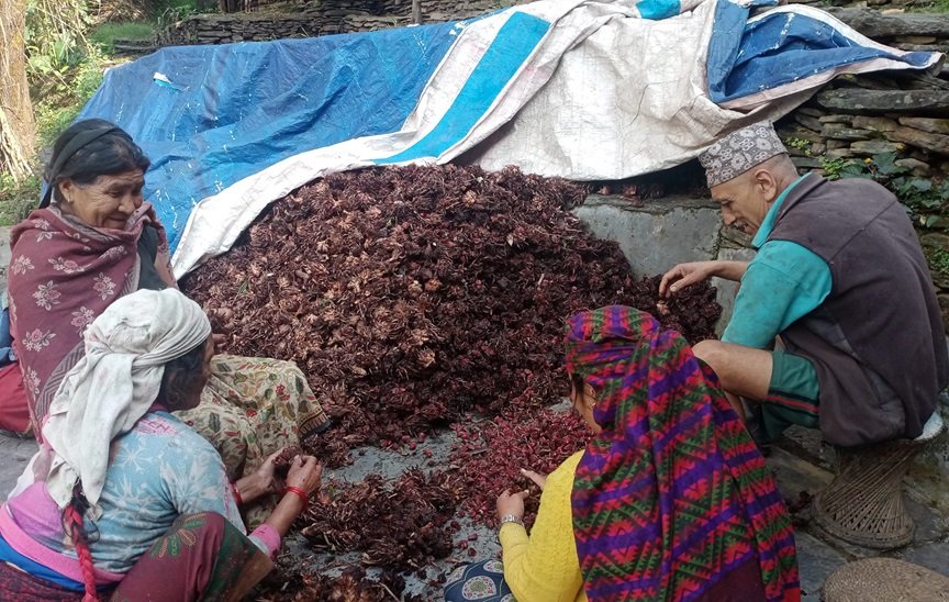 अलैँची उत्पादनमा वृद्धि, एकै वर्षमा छ करोडको कारोबार