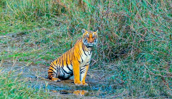 बर्दिया राष्ट्रिय निकुञ्जमा पाटेबाघको संख्या एक सय २५ पुग्यो   