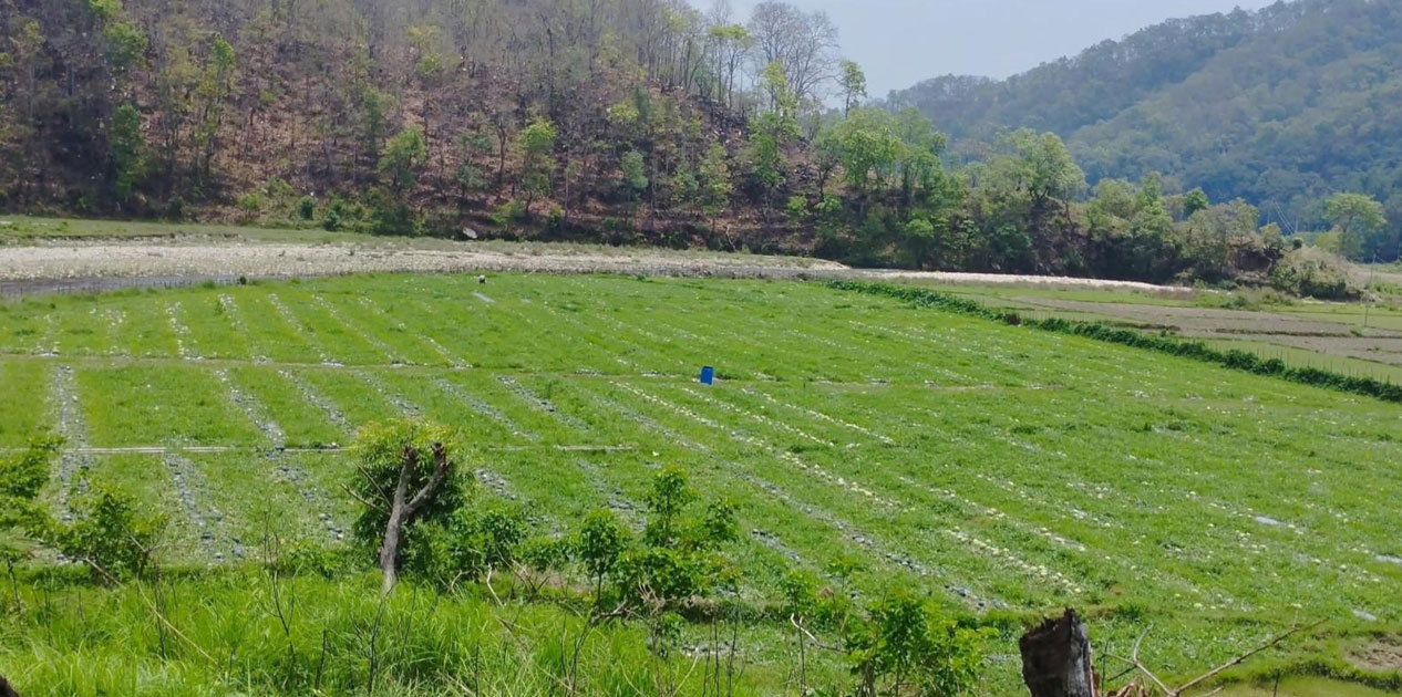 सुरौदी खोला कटान : वर्षौँदेखि चुनावी मुद्दा, पीडितका समस्या उस्तै